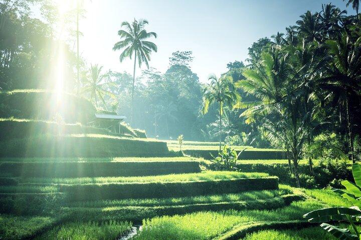 Bali Shore Utflykt från Benoa Port: Privat Ubud Tour
