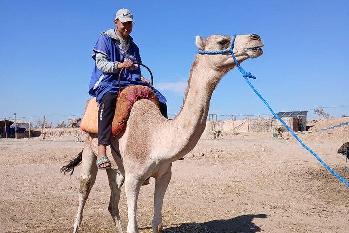 オアシス砂漠マラケシュでラクダ乗り