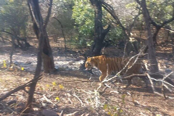 Golden Triangle Tour med Ranthambore