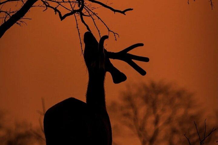 Ranthambore Safari-Buchung