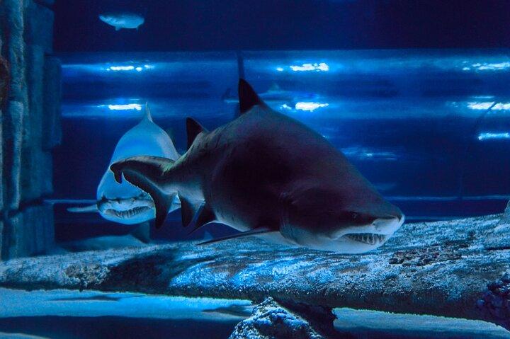 Antalya : Acuario, Museo de Cera & Combo Opciones del paquete