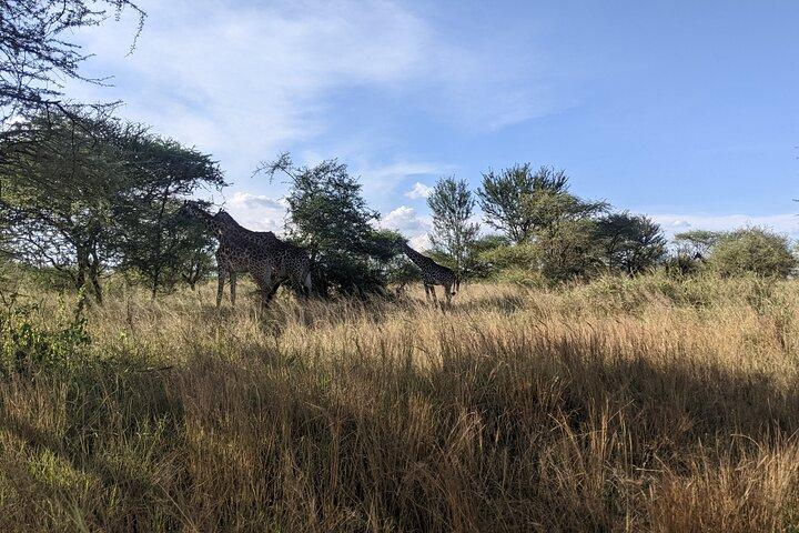 Udforsk Ngorongoro med 5-dages guidet tur fra Kilimanjaro