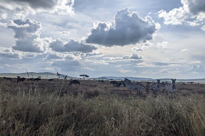 Udforsk Ngorongoro med 5-dages guidet tur fra Kilimanjaro