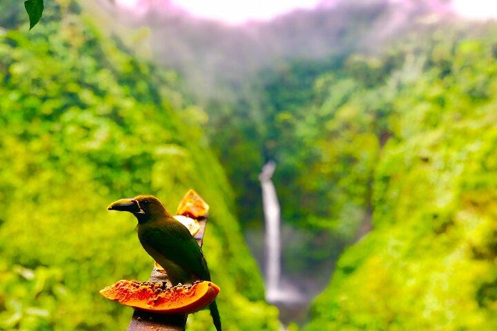 サンホセからのプレミアムアドベンチャー アレナル火山の滝と温泉