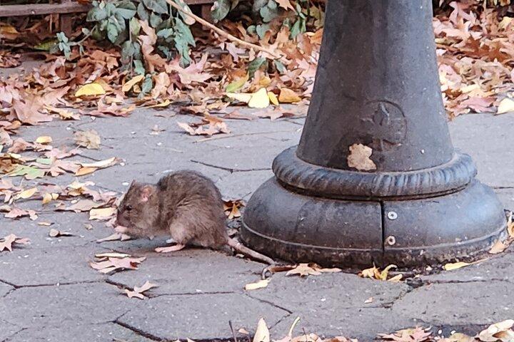 Garbage and Rats em Nova Iorque City Walking Tour