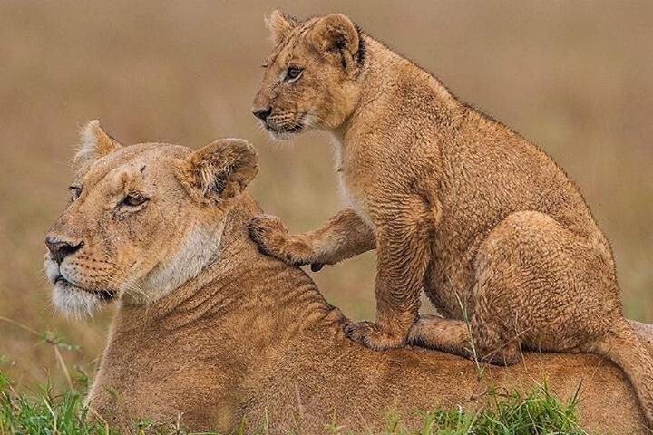 Parc national de Nairobi Sheldrick Wildlife and Giraffe Center