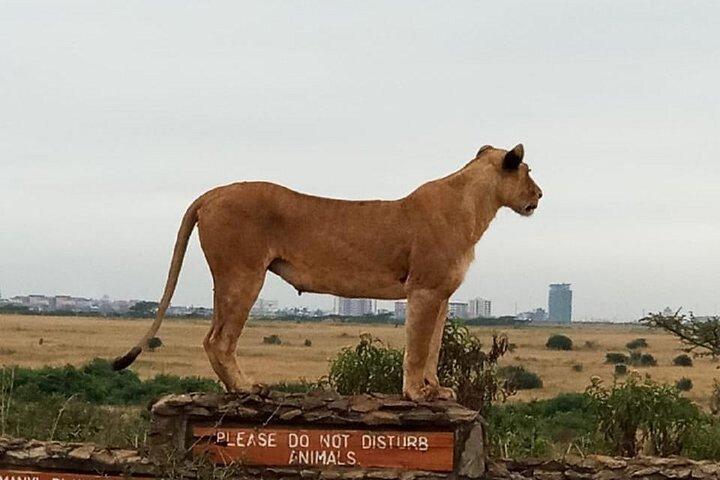 ナイロビ国立公園シェルドリック野生生物・キリンセンター