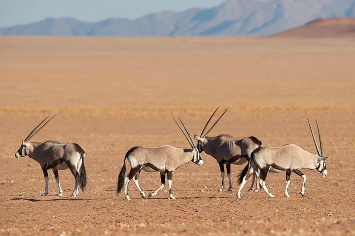 Elftägiges privates Namibia Explorer Abenteuer