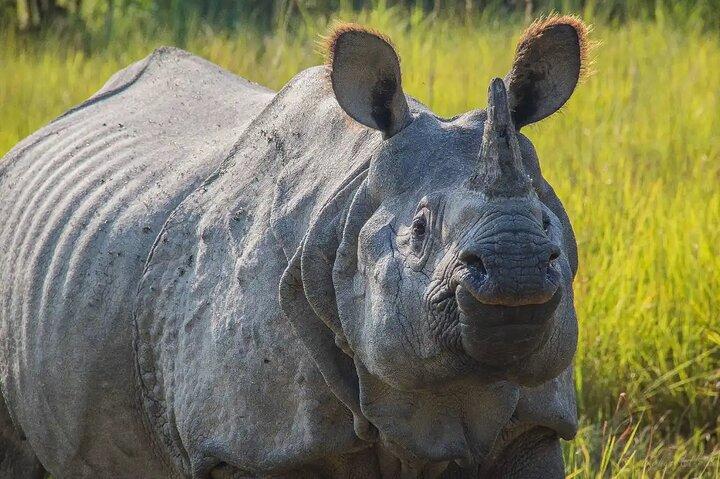 Chitwan Jungle Safari