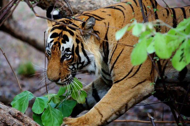 Safari nella giungla di Chitwan