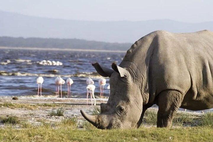 Dagstur till Lake Nakuru och Lake Naivasha båttur
