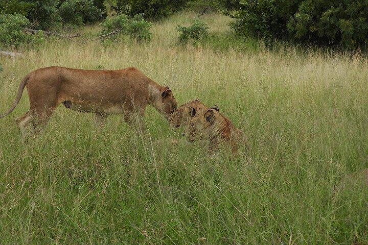 3 Dias Murchison Falls National Park com Bigfive