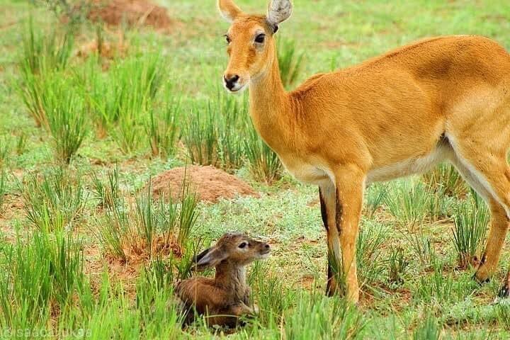 3 Dias Murchison Falls National Park com Bigfive
