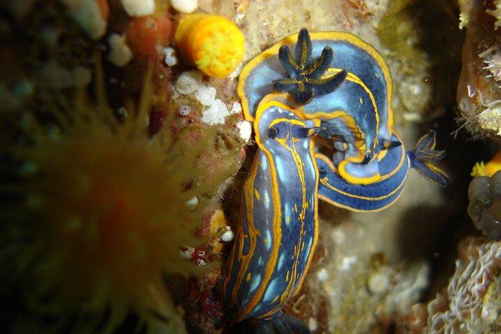 Bautismo de Buceo en el Mar en Sesimbra