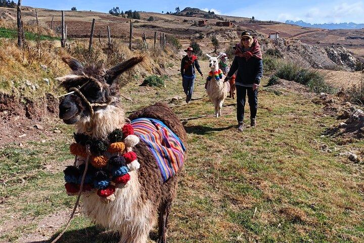 Llama Hiking & History Experience (Cusco Region): ANDEAN COLORS