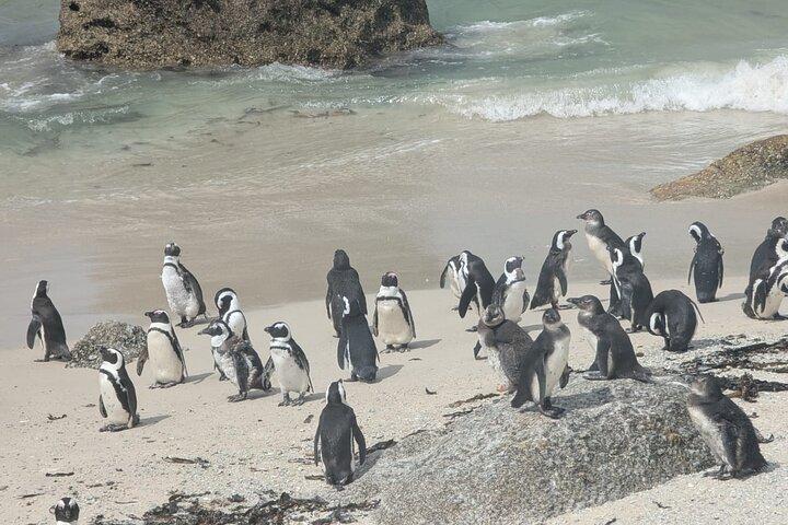 Fulddags halvø tur til Cape Point og pingviner i Cape Town