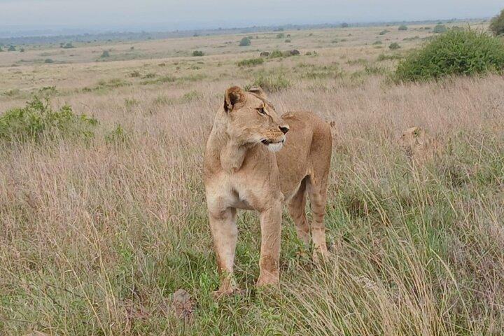 Nairobi National Park Game Drive: Experiencia única de safari urbano