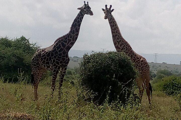 Nairobi National Park Game Drive: Experiencia única de safari urbano