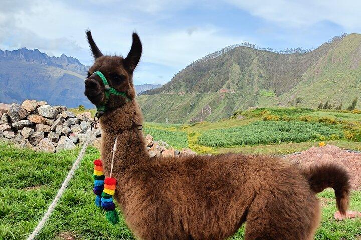 Llama & Alpaka Erfahrung (Cusco Region): ANDENFARBEN