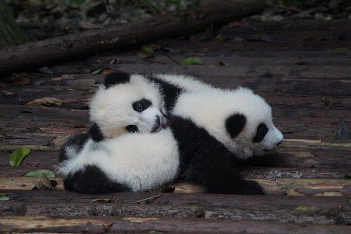 Privat vandretur i Zhujiajiao med Shanghai Zoo og Panda