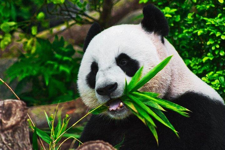 Privat vandretur i Zhujiajiao med Shanghai Zoo og Panda