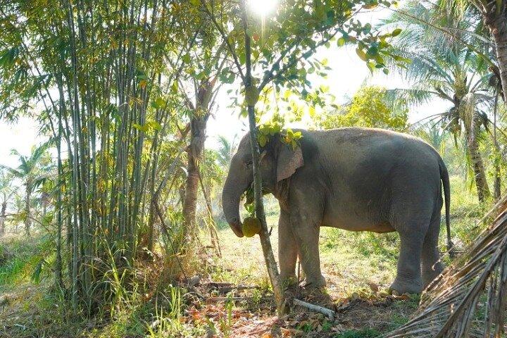 Excursão ao Santuário Ético de Elefantes de Banguecoque e Pattaya