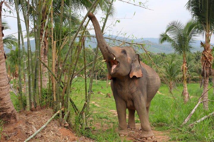 Living Green Elephant Sanctuary Tour von Bangkok und Pattaya