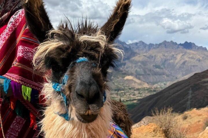 Llama Hiking & History Experience (Cusco Region): ANDEAN COLORS