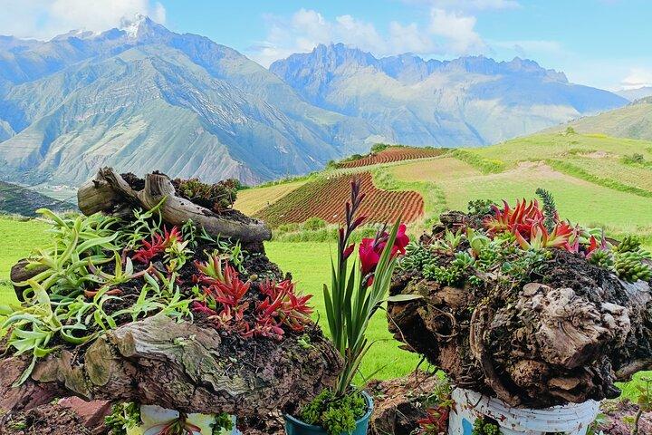 Llama Hiking & History Experience (Cusco Region): ANDEAN COLORS