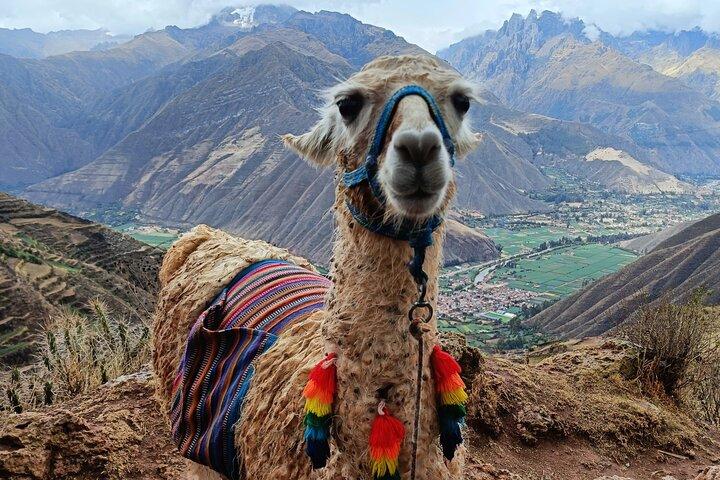 Llama Wandelen & Geschiedenis Ervaring (Cusco Regio): ANDESKLEUREN