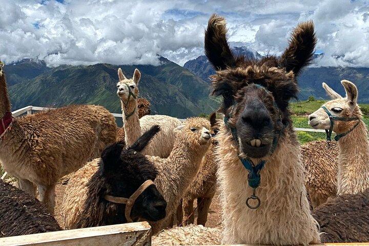 Expérience des rituels andins (région de Cusco): COULEURS ANDINES