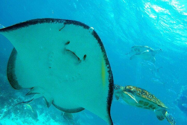 Tulum-ruinerne svømmer med skildpadder i Akumal og Cenote