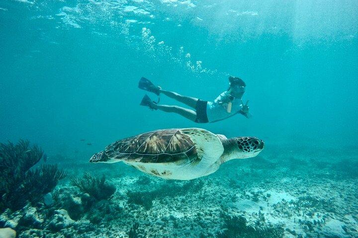 Tulum-ruinerne svømmer med skildpadder i Akumal og Cenote