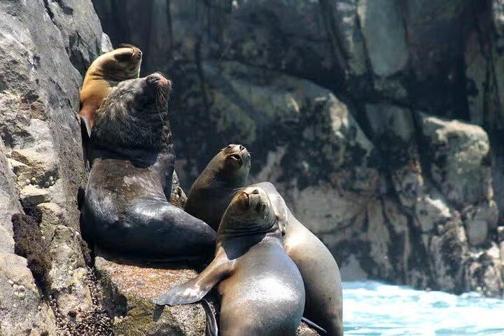 Palomino Islands Speedboat Tour and Swim with Sea Lions