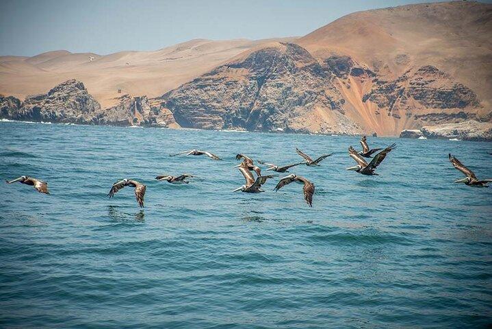 Palomino Islands Speedboat Tour and Swim with Sea Lions