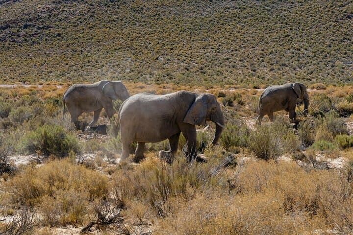 Sunset Aquila Private Game Reserve Big 5 Safari with Snacks