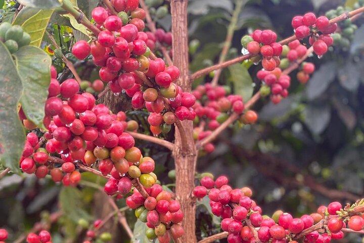 Kiambu Coffee Farm e visita guidata della fabbrica con biglietti d'ingresso