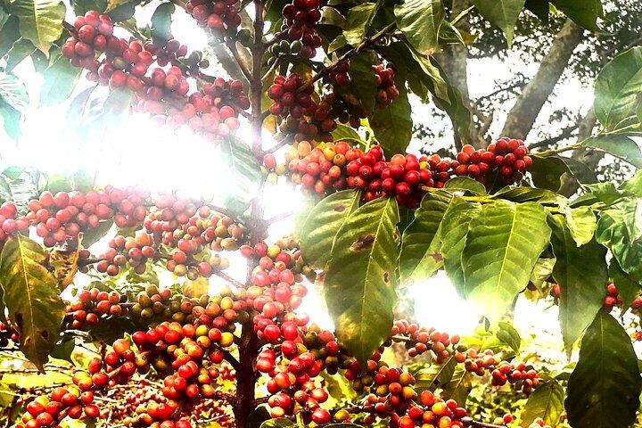 Kiambu Coffee Farm e visita guidata della fabbrica con biglietti d'ingresso