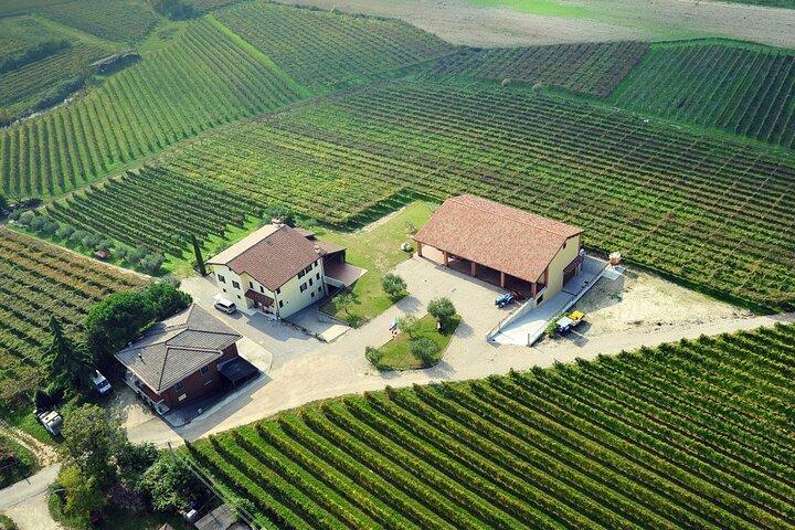 Weinbergs- und Kellertour mit 5 Weinproben am Gardasee