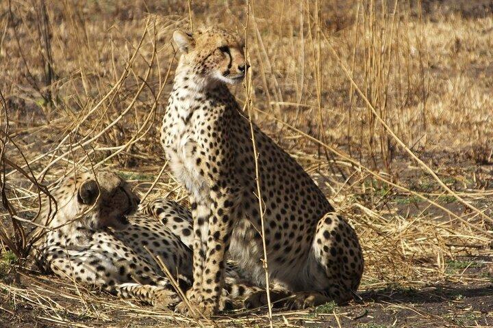 3 dagar Ngorongoro Crater och Serengeti Safari.
