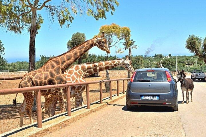 Safari Zoo Adventure e visita a Ostuni em Mini Van