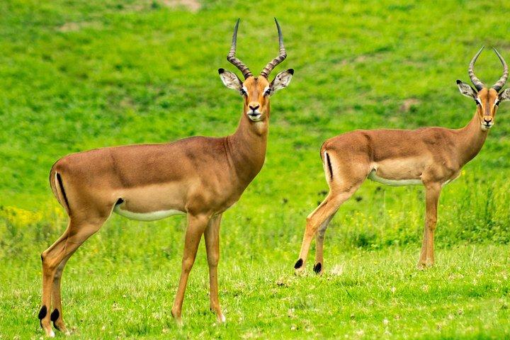 ダルエスサラーム:1日ミクミ国立公園サファリ(無料送迎付き)