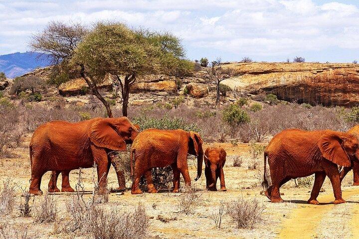 Excursion d'une journée privée au parc national de Tsavo East au départ de Mombasa