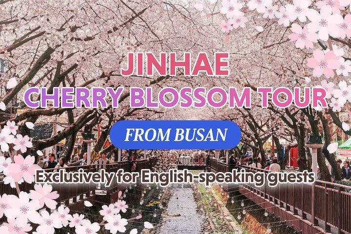 Jinhae Cherry Blossom One Day Tour from Busan