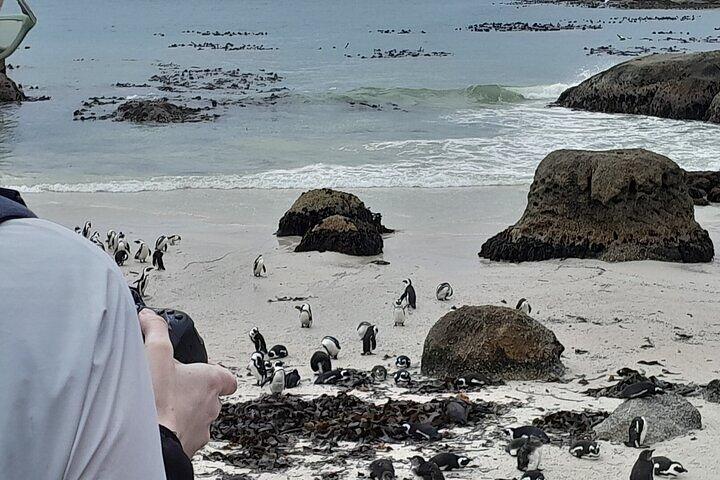 Tour compartido de aventuras en el Cabo de Buena Esperanza