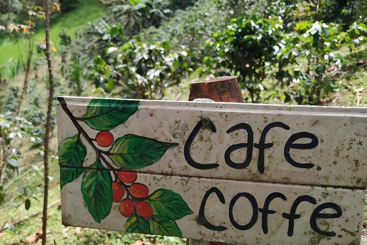 Shared Coffee Tour in Medellin with Free Coffee
