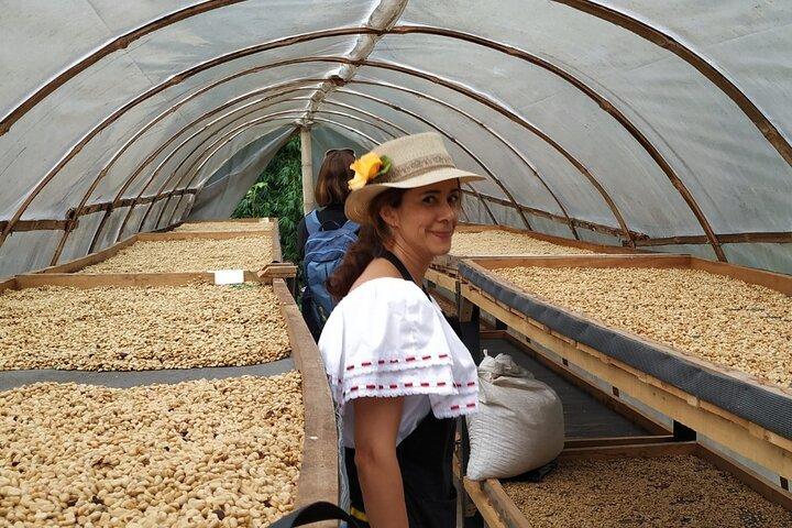 Excursion de café partagée à Medellin avec café gratuit
