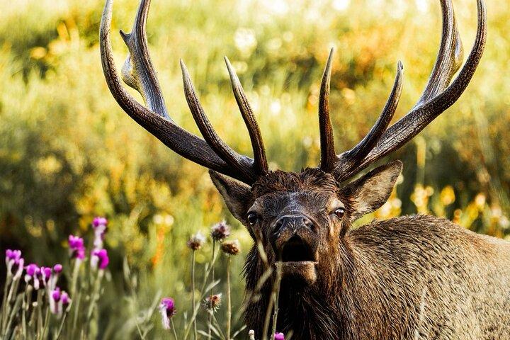 Parco nazionale delle montagne rocciose - Escursione guidata