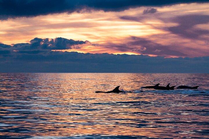 Observación de delfines al atardecer con biólogos marinos