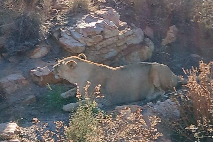 Cape Town Big five Safari Transport, Lunch And Park Fee Inclusive